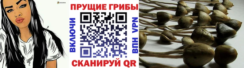 Галлюциногенные грибы ЛСД  Выборг 